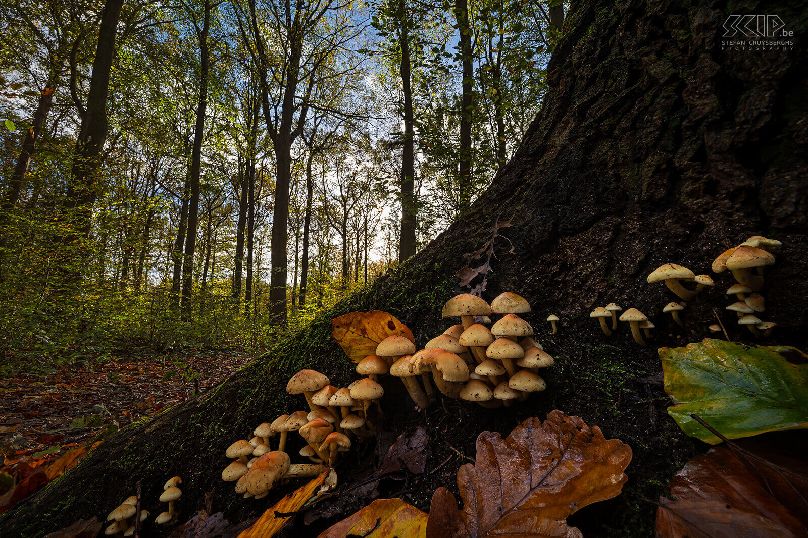 Paddenstoelen - Gewone zwavelkop Deze herfst duiken er weer zeer veel prachtige paddenstoelen en zwammen op in onze bossen en tuinen Stefan Cruysberghs